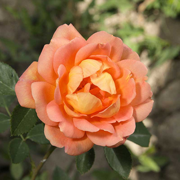 Роза шраб Леди оф Шалотт (английская) Садовита