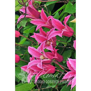 Клематис Принцесса Диана C2