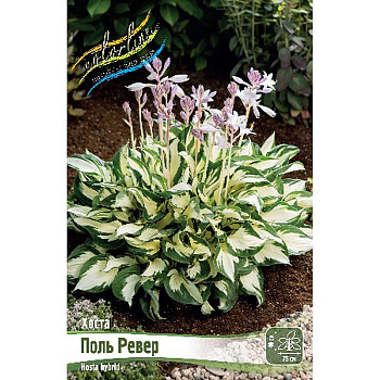 Хоста Поль Ревер 1 n 1 шт