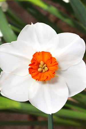 Sum9290 Шоу-Бокс Нарцисс Вудленд Стар 12/14 40 шт Садовита