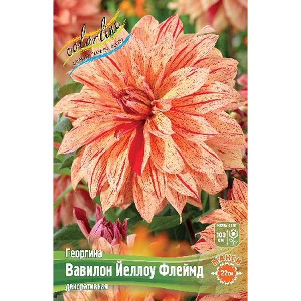Георгина Вавилон Йеллоу Флеймд I 1 шт 