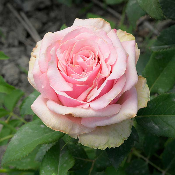 Роза чайно-гибридная Эрмоза Садовита