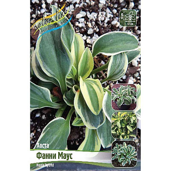 Хоста Фанни Маус 1 n 1 шт 