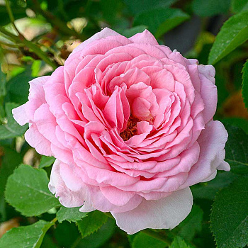 Роза плетистая Бьенвеню Садовита