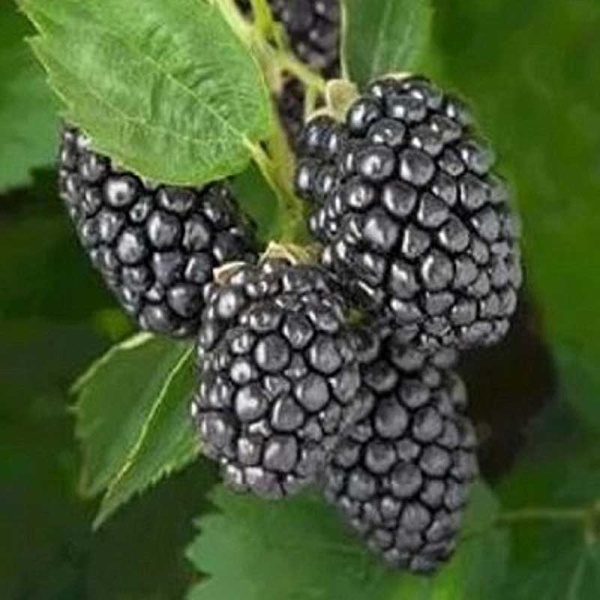 Ежевика Апачи Садовита