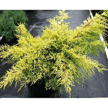 Можжевельник Обыкновенный Депресса Ауреа P9 15-20