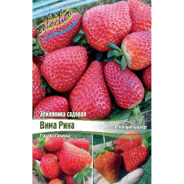Земляника Садовая Вима Рина A 5 шт 