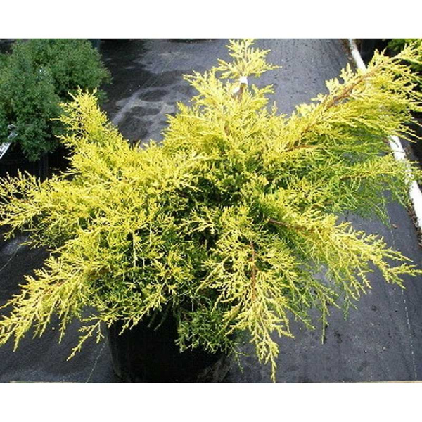 Можжевельник Обыкновенный Депресса Ауреа P9 15-20