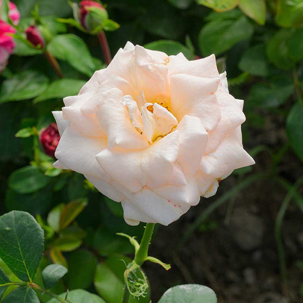 Роза чайно-гибридная Осиана Садовита