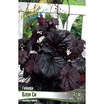 Гейхера Блэк Си I 25 шт Биг-пак 1304