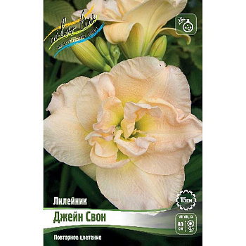 Лилейник Джейн Свон I 1 шт 