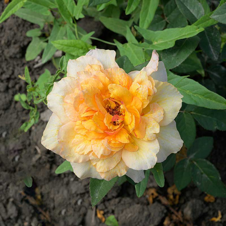 Роза Шраб София Ренессанс Садовита