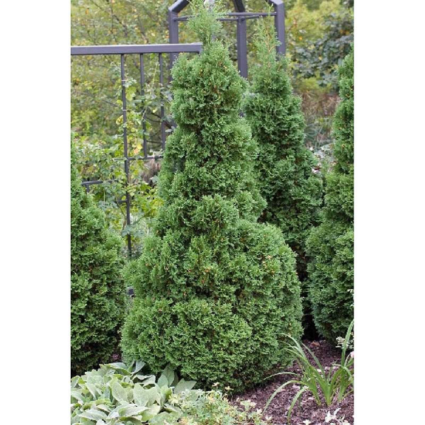 Туя Западная Холмстрап P9