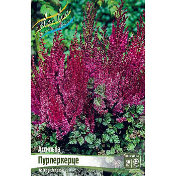 Астильба Пурперкерце 2/3 n 1 шт 