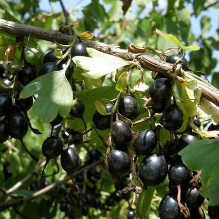 Смородина золотистая Подарок Ариадне Садовита