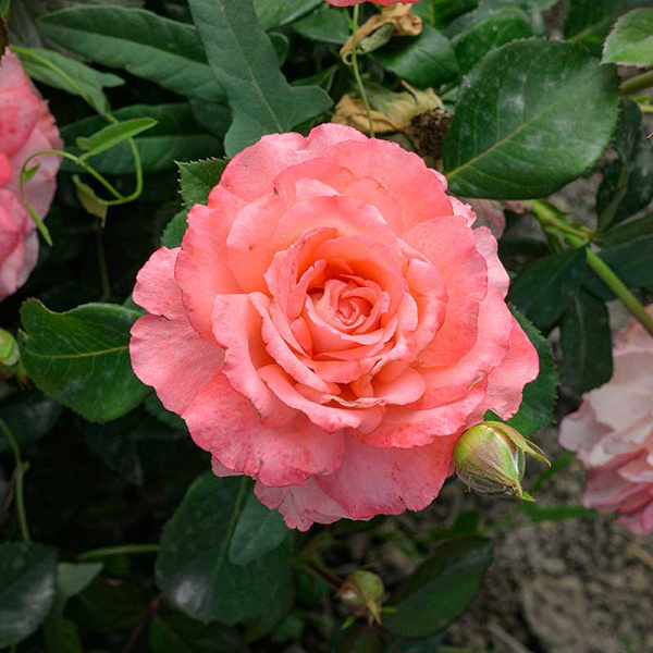 Роза Флорибунда Вайкики Садовита