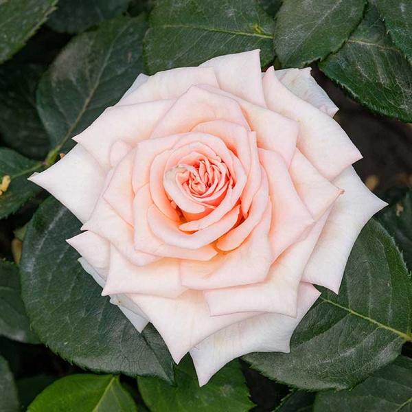 Роза чайно-гибридная Клэр 2006 Садовита