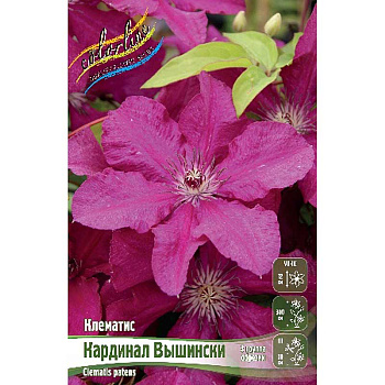 Клематис Кардинал Вышински I 25 шт Биг-пак 3096