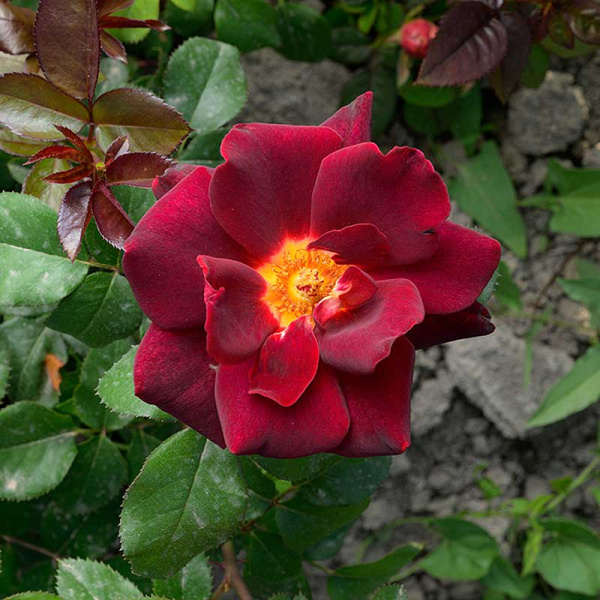 Роза чайно-гибридная Эдди Митчелл Садовита