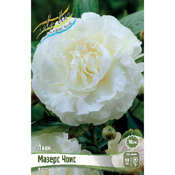 Пион Мазерс Чоис 2/3 n 25 шт Биг-пак 8005 