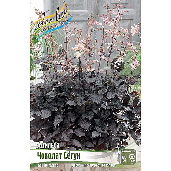 Астильба Чоколат Сёгун I 25 шт Биг-пак 4390 