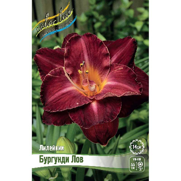 Лилейник Бургунди Лов I 25 шт Биг-пак 7857 