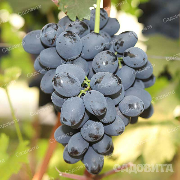Виноград Руслан очень ранний Садовита