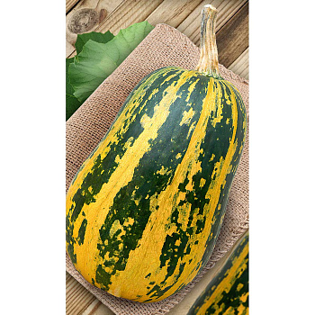 Тыква Грибовская кустовая 189 15шт Садовита Ц