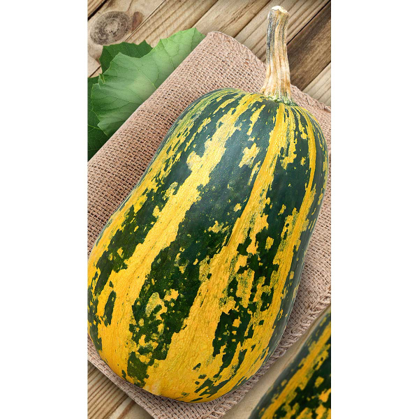 Тыква Грибовская кустовая 189 15шт Садовита Ц