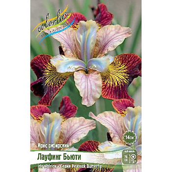 Ирис Сибирский Лауфинг Бьюти I 1 шт