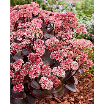 Очиток Блэк Найт I 1 шт