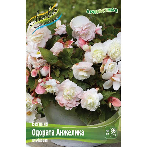 Бегония Одората Анжелика 5/6 3 шт