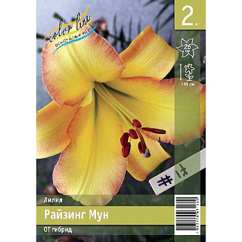 Лилия Райзинг Мун 12/14 2 Эконом шт