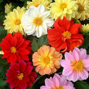 Георгин Амадеус НК Ц 