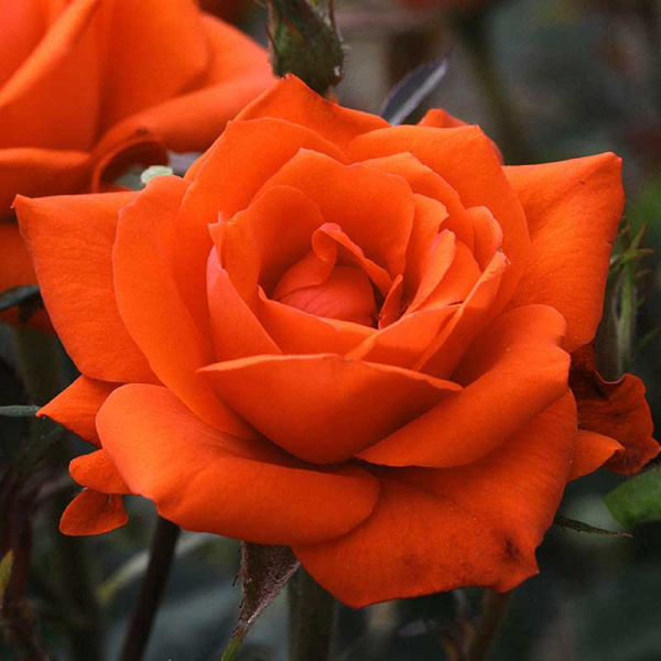 Роза спрей Оранж Бейби Садовита