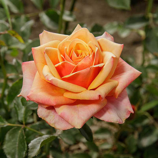 Роза чайно-гибридная Черри Бренди Садовита