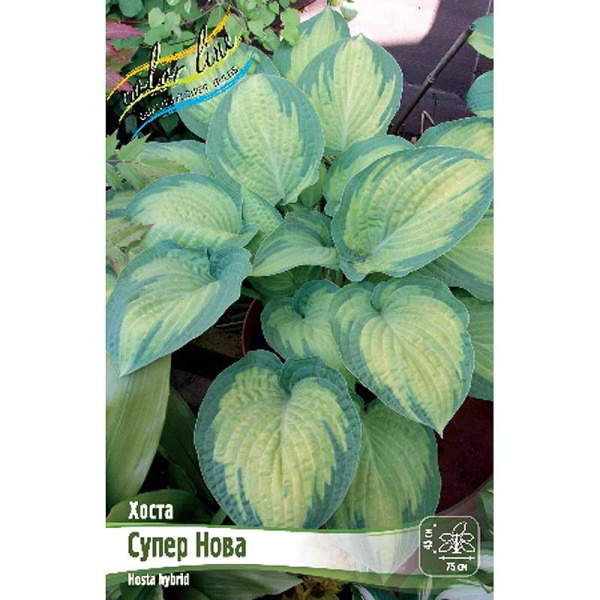 Хоста Супер Нова 1 n 1 шт 
