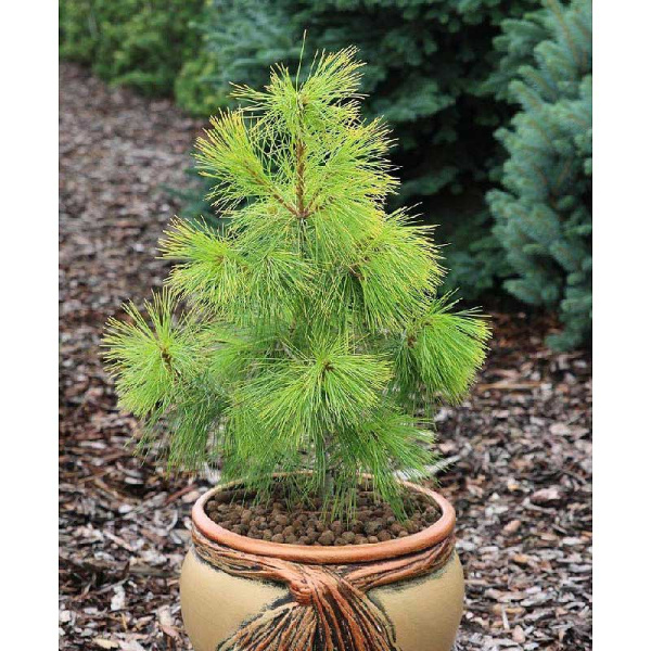 Сосна Веймутовая Пасифик Санрайз C4 30-40cm