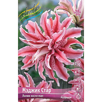 Лилия Мэджик Стар 12/14 25 шт Биг-пак 10304