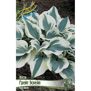 Хоста Грейт Эскейп 1 n 1 шт