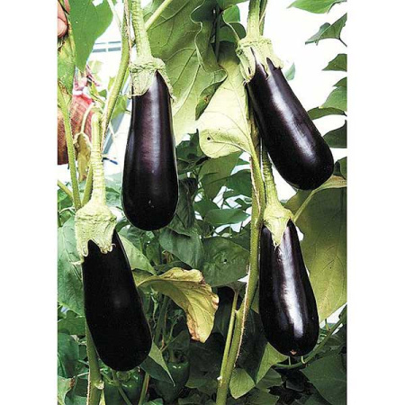 Баклажан Солара 50шт з/п Маринда/Seminis