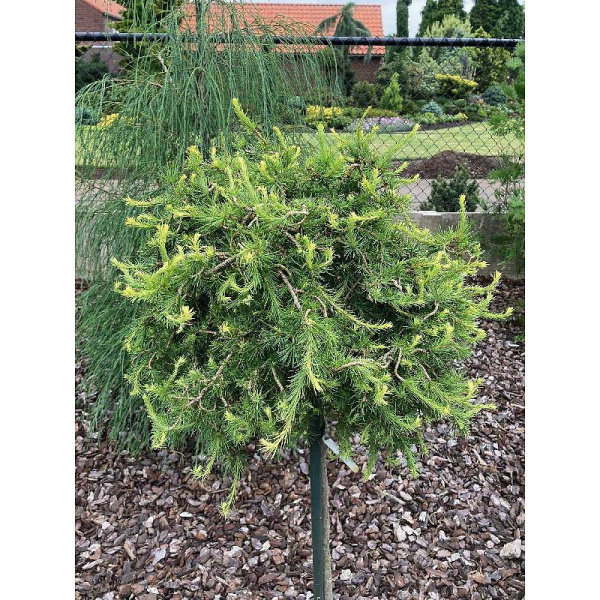 Лиственница Кемпфера Бохлик C3 25-30cm шт