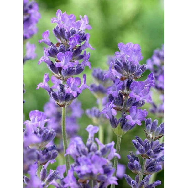 Лаванда Узколистная Мунстид P9 шт