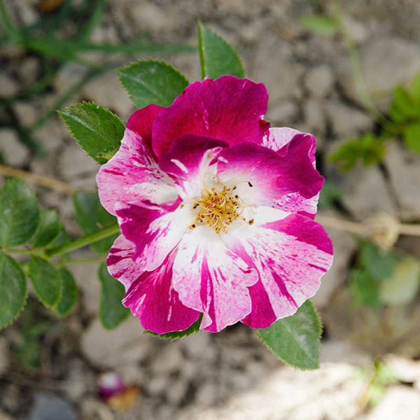 Роза плетистая Перпл Сплэш Садовита