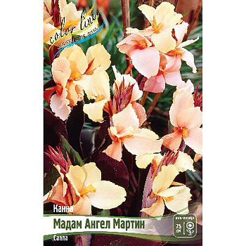 Канна (Коричн) Мадам Ангел Мартин I 15 шт Шоу-бокс 8688