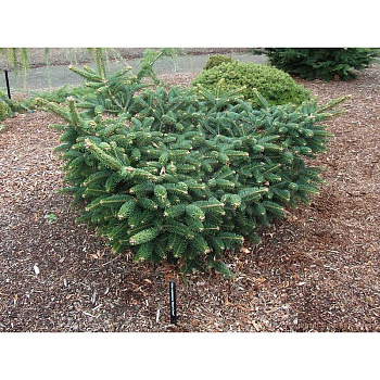 Пихта Кефалинийская Мейерз Дварф C7,5 30-40cm