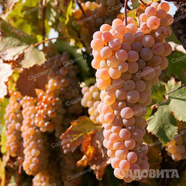 Виноград Ркацители технический (среднепоздний) Садовита