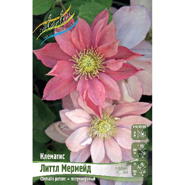 Клематис Литтл Мермейд I 1 шт