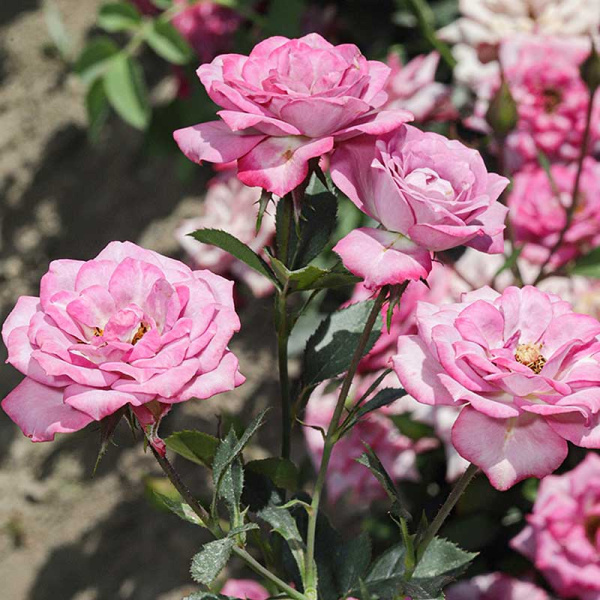 Роза спрей Билона Садовита