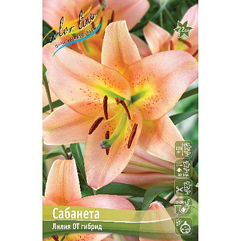 Лилия Сабанета 12/14 5 шт
